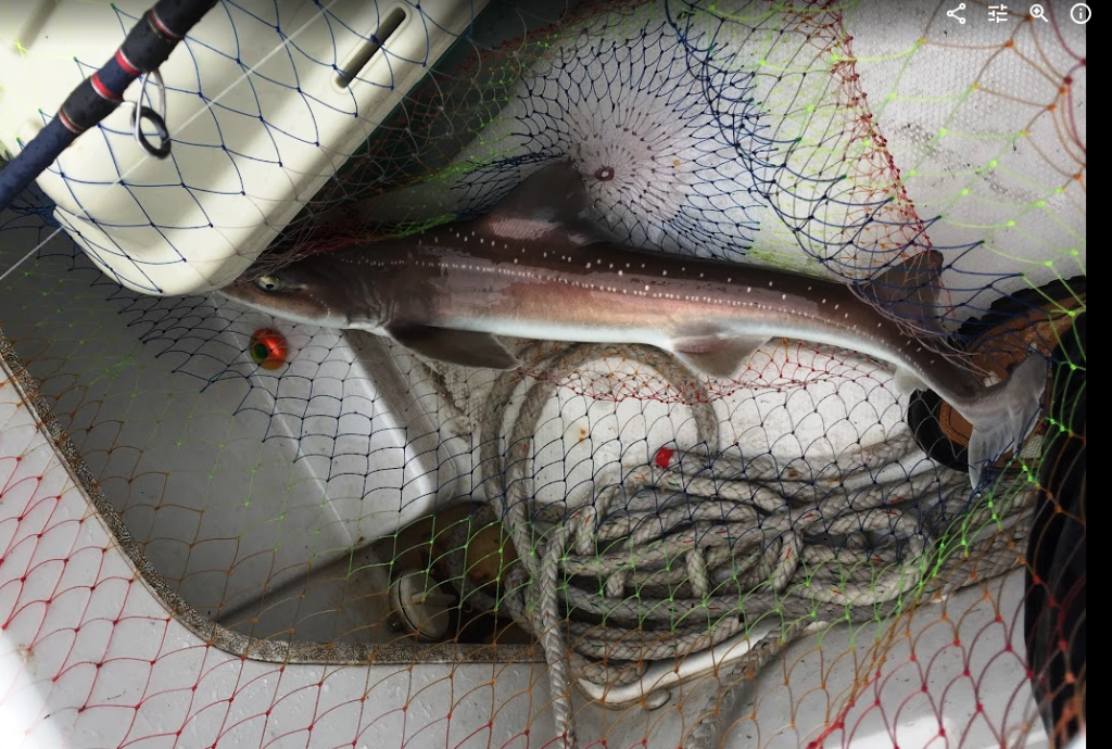 ドチザメの写真